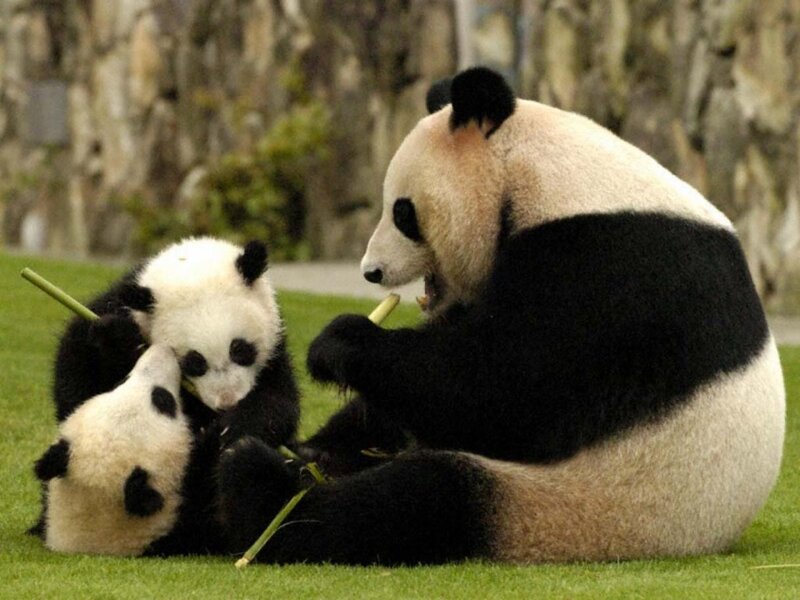 Panda family eating bamboo
