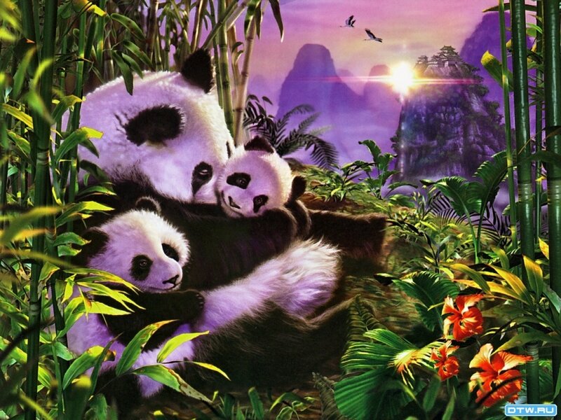 Panda Family in Bamboo