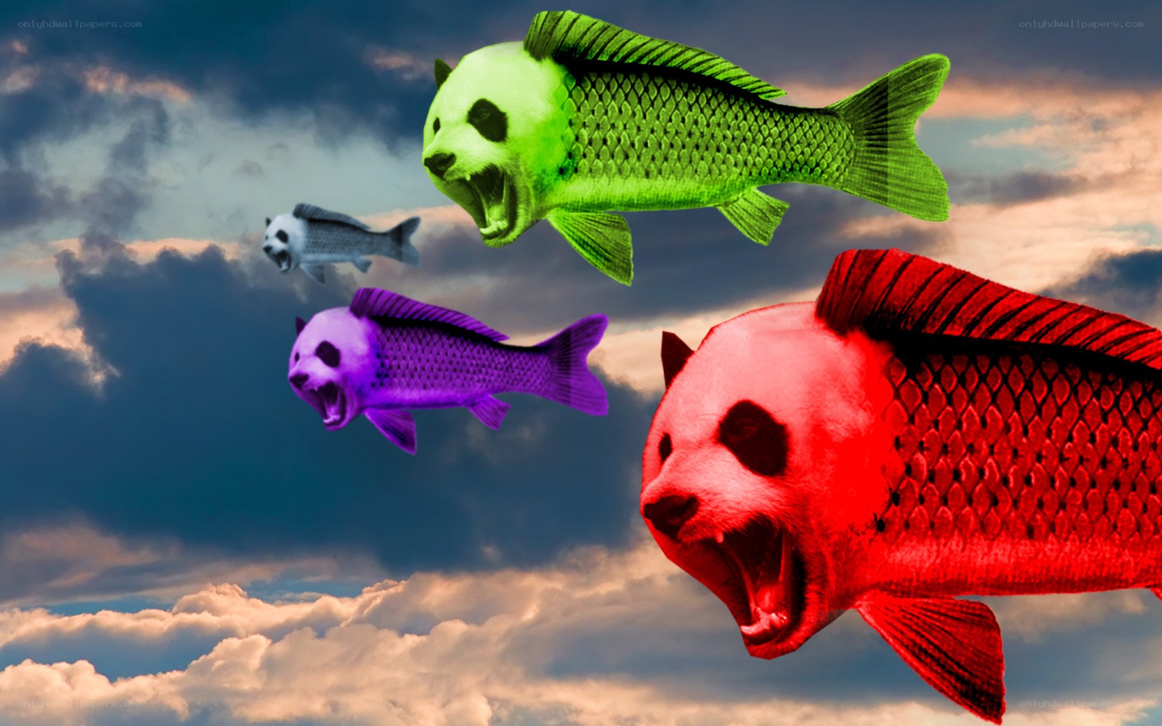 panda fish in sky