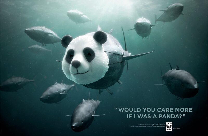Panda-headed Tuna