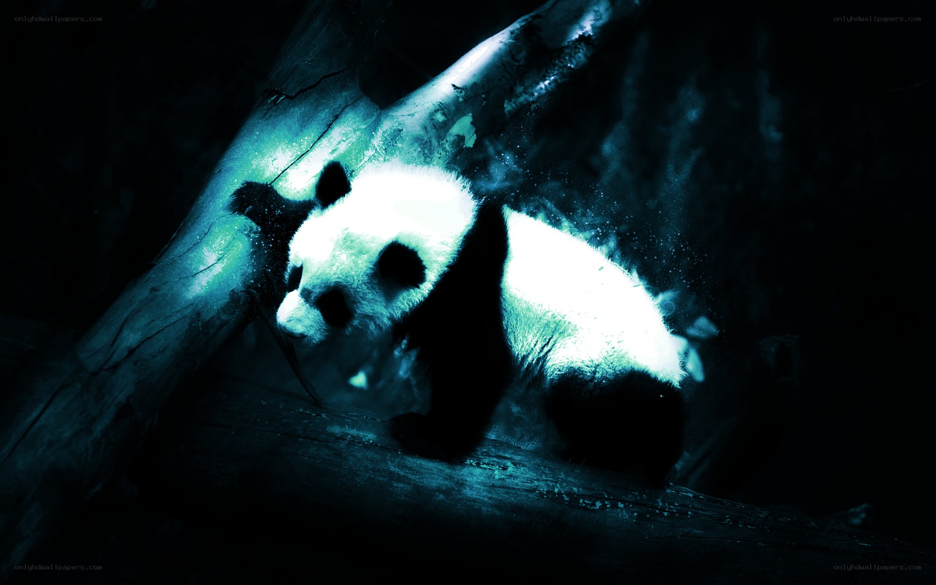 Panda in a dark forest