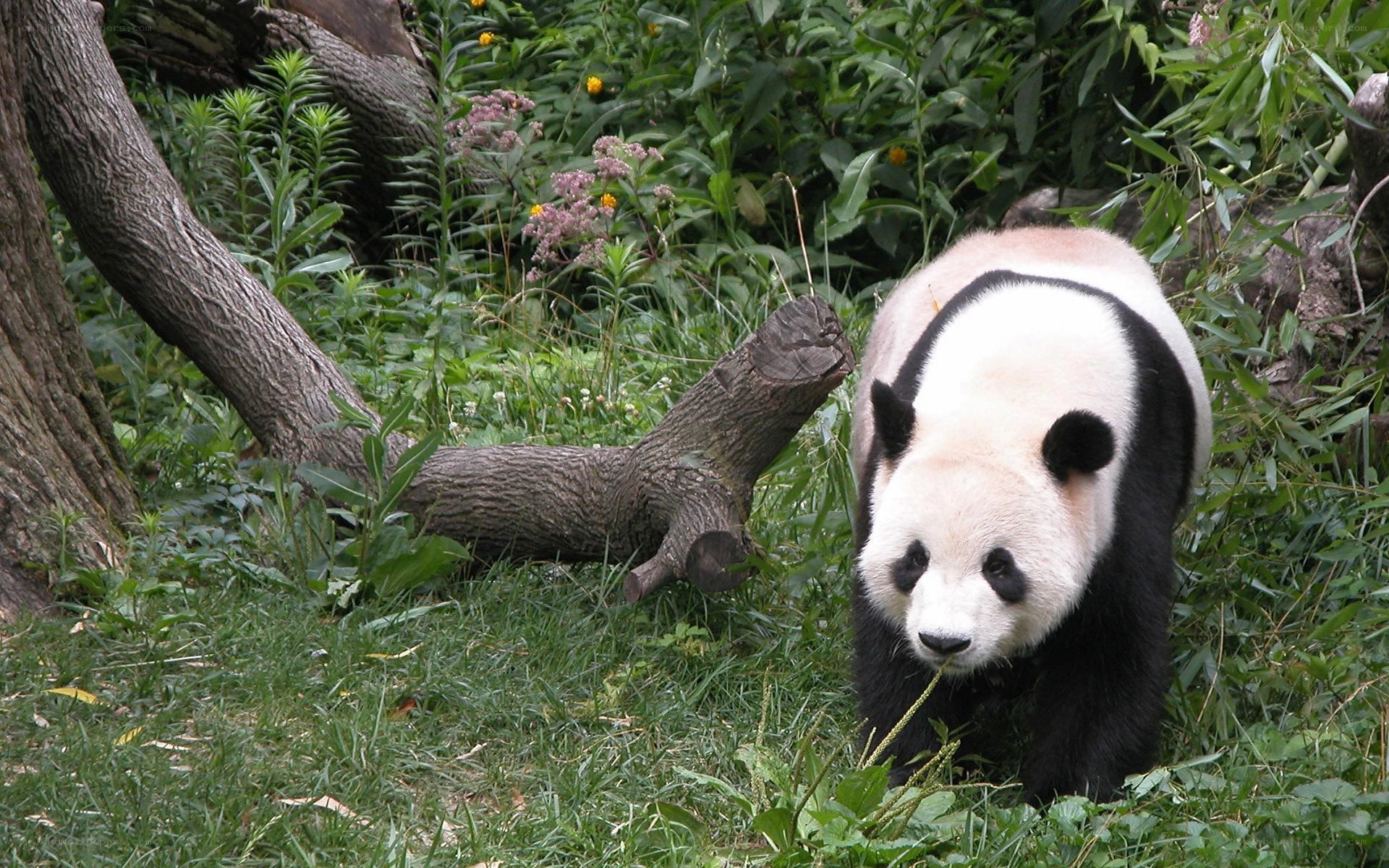 Panda in a lush garden