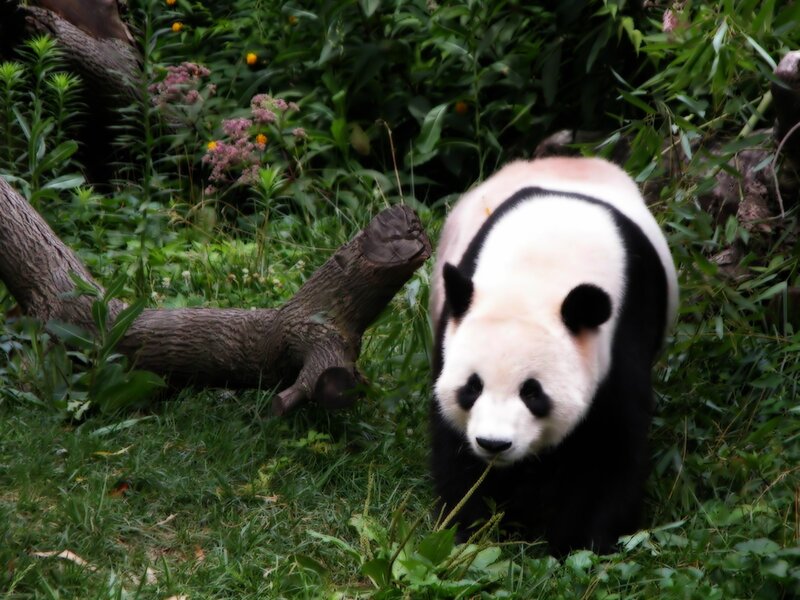 Panda in a lush garden