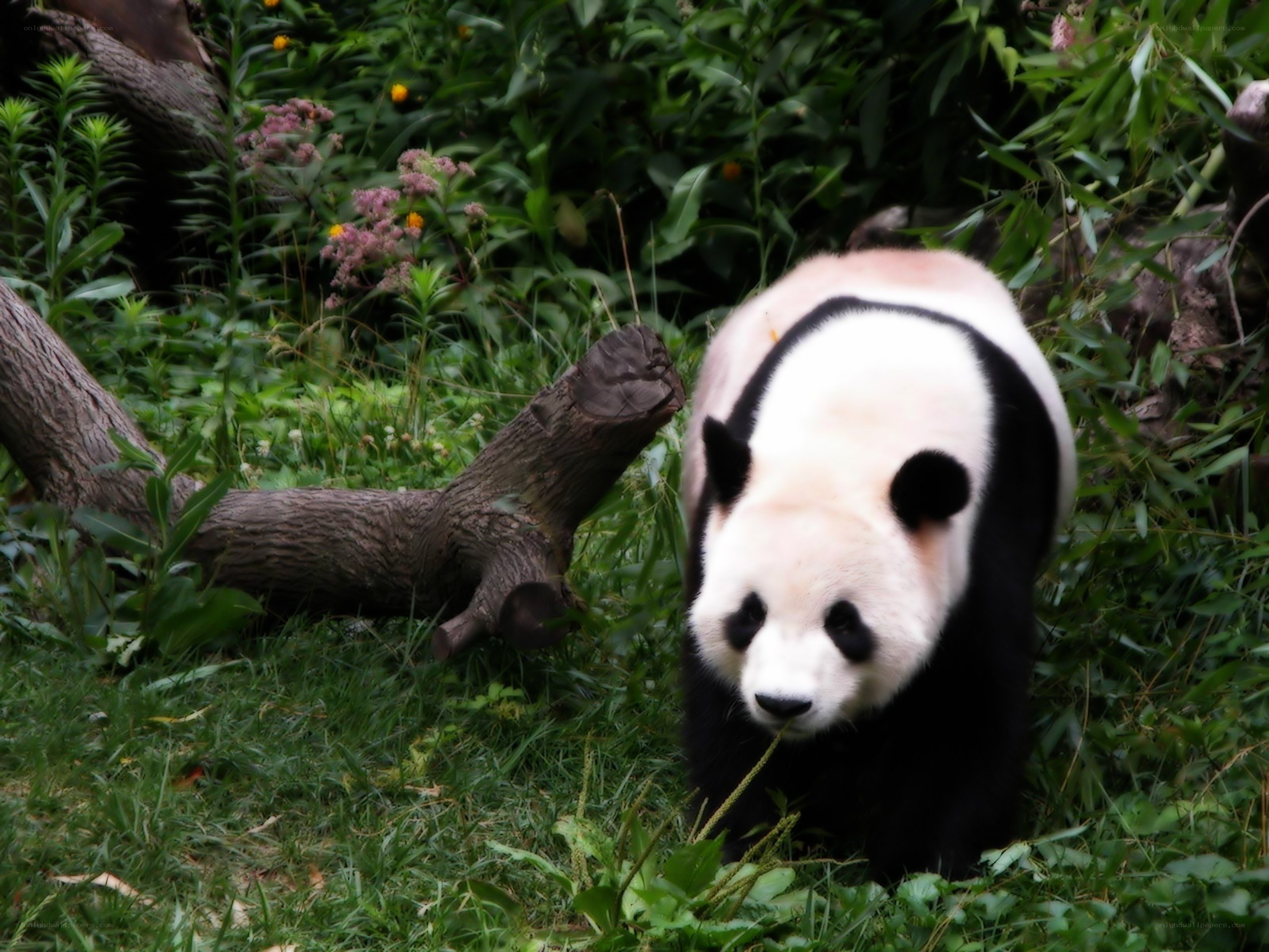 Panda in a lush garden