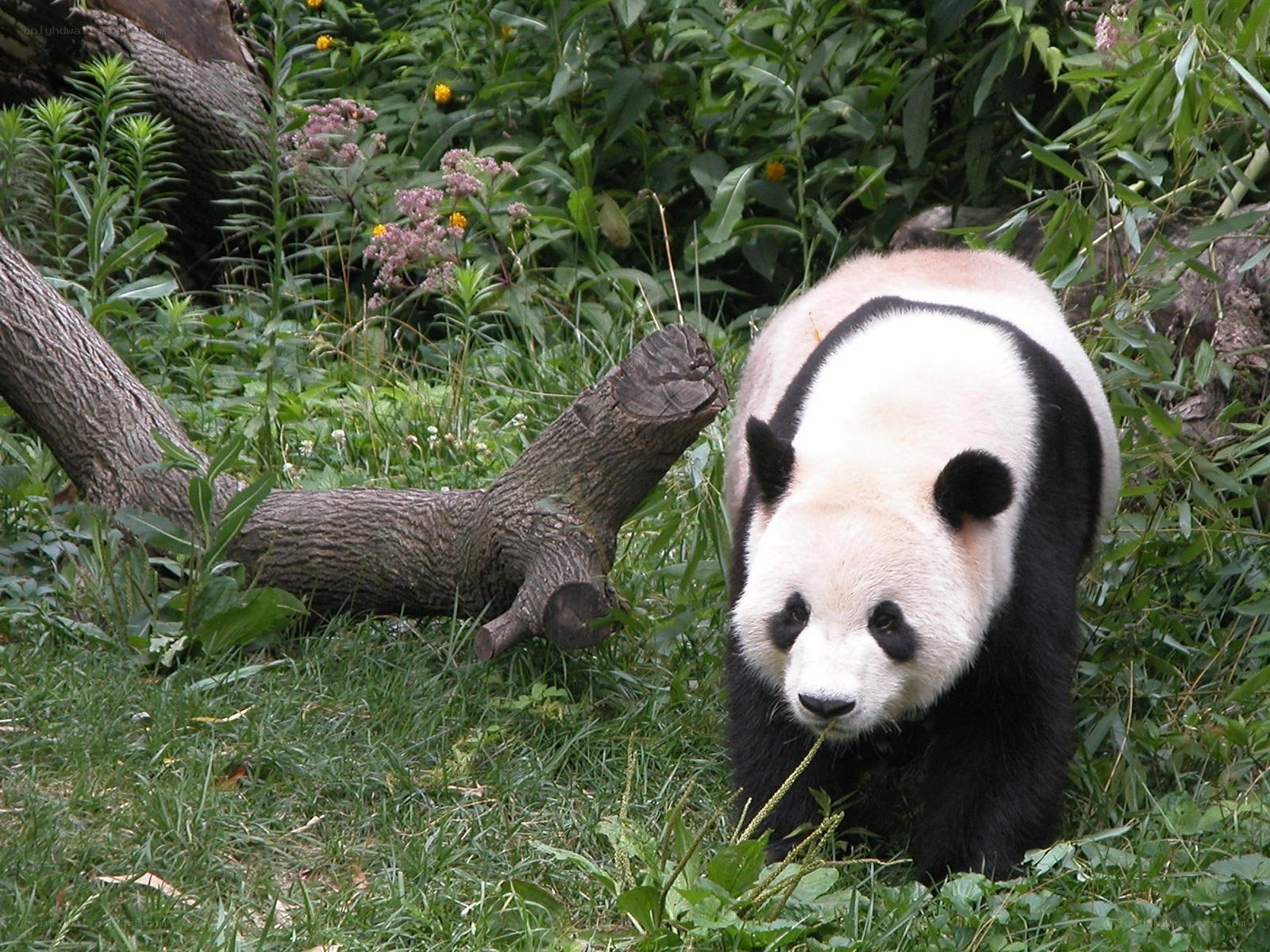 Panda in a lush garden