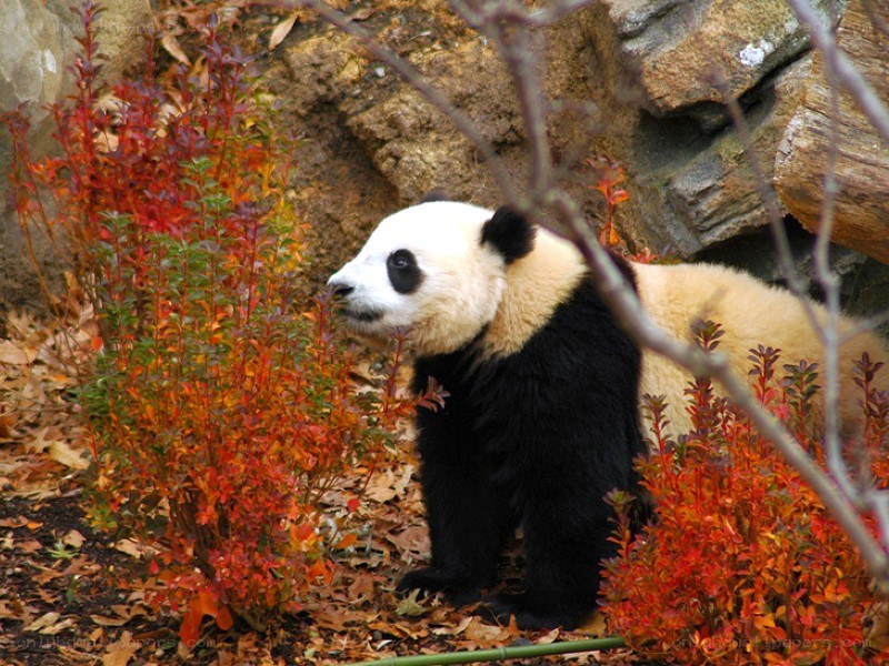 Panda in autumn foliage