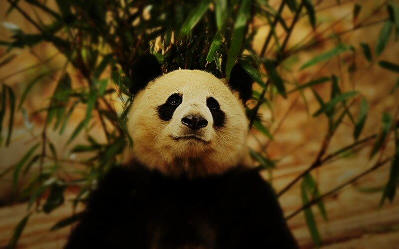 Panda in bamboo forest