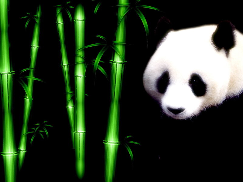 Panda in Bamboo