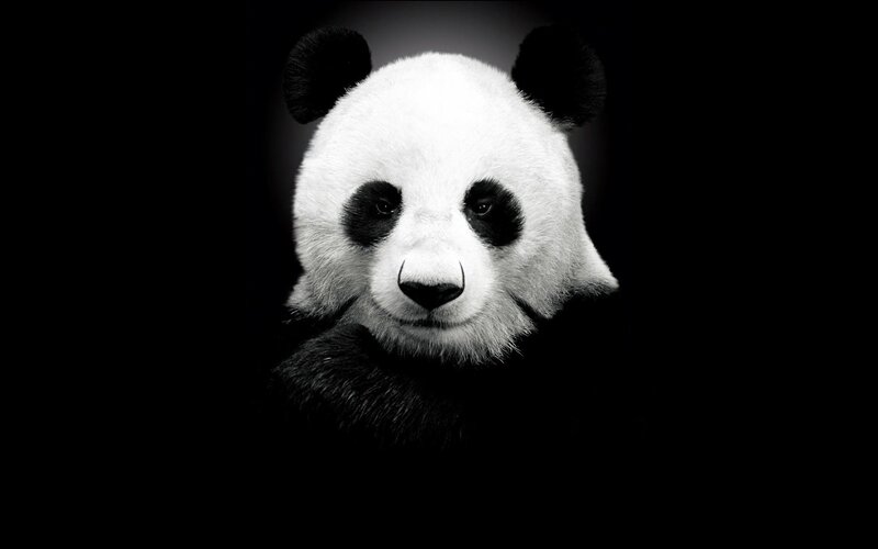 Panda in black and white