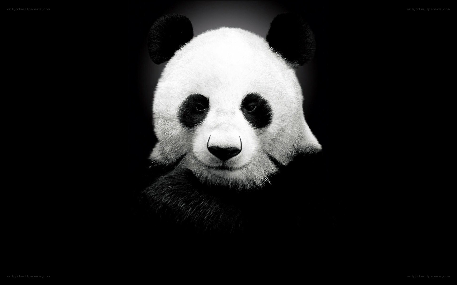 Panda in black and white