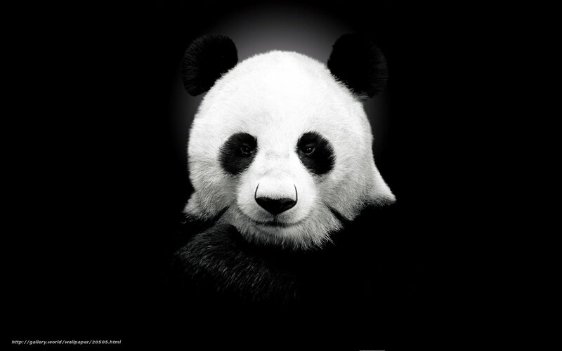 Panda in black and white