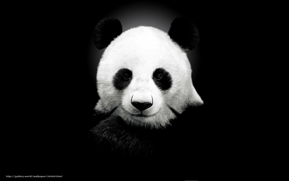 Panda in black and white