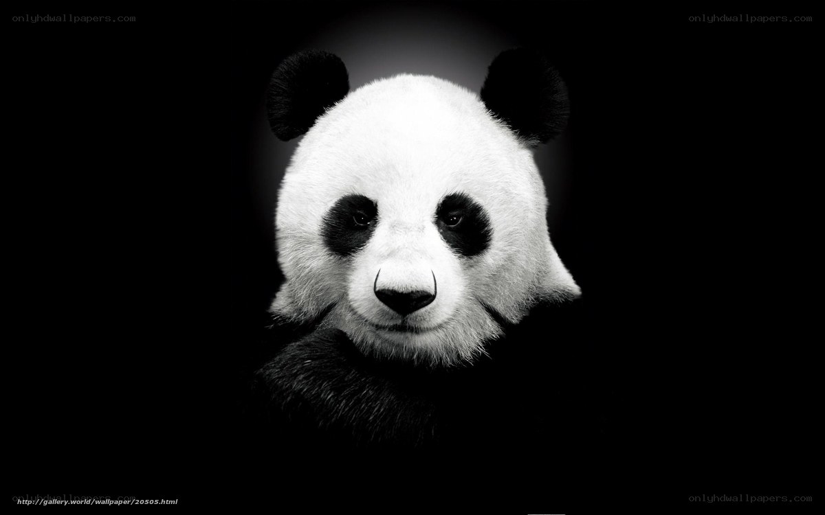 Panda in black and white
