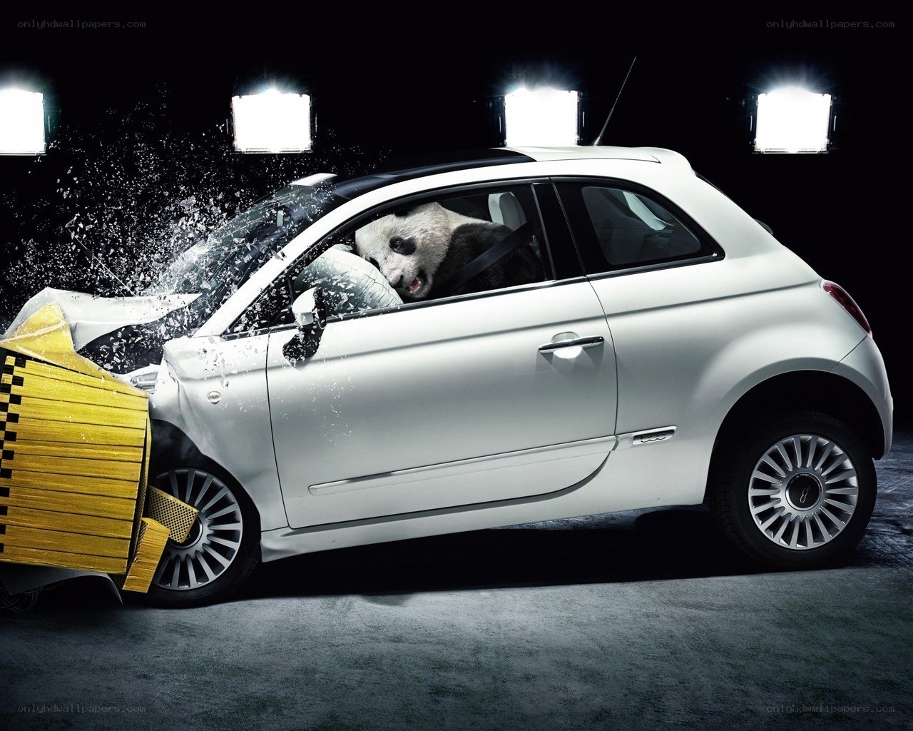 Panda in car crash test