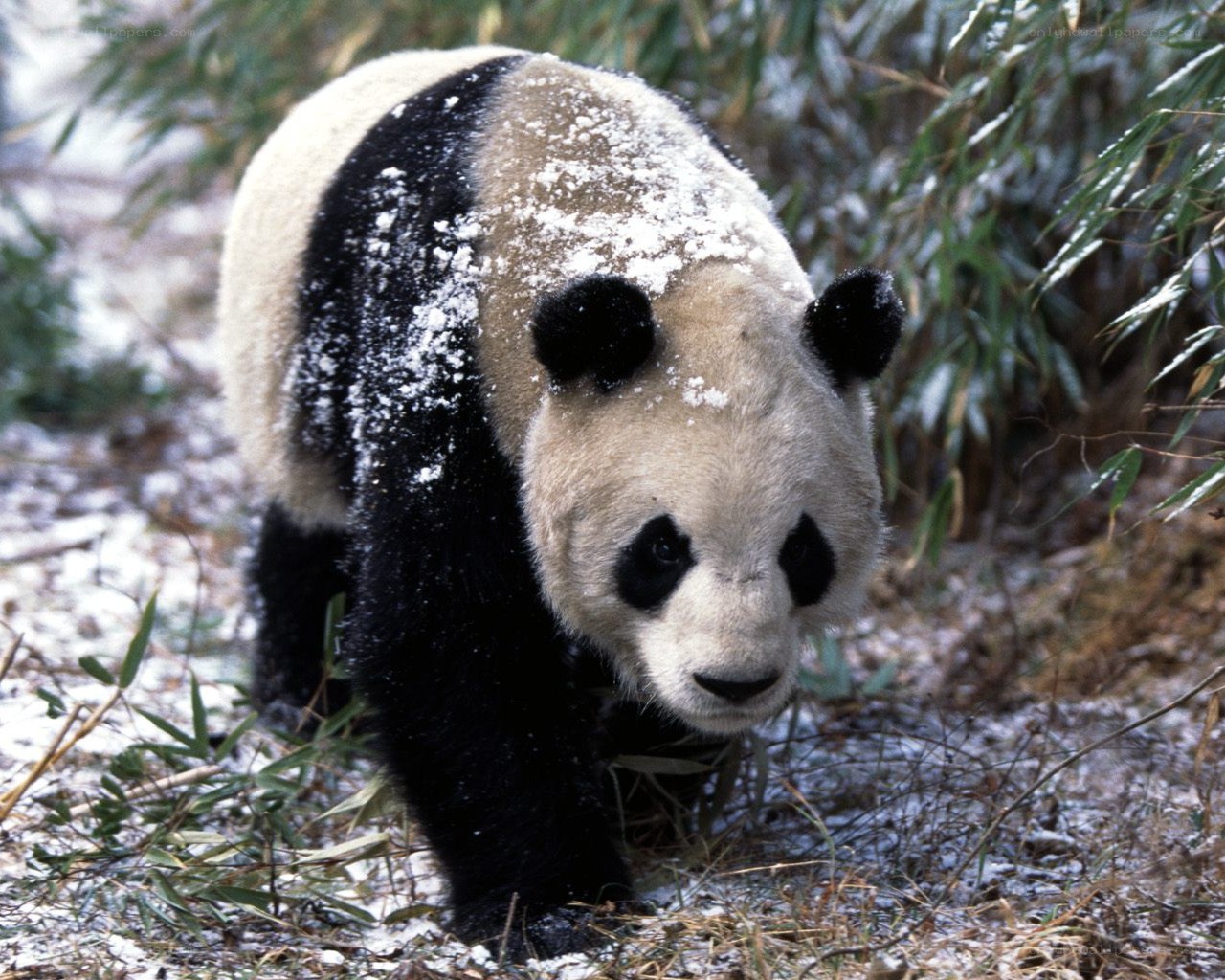 Panda in snowy bamboo forest