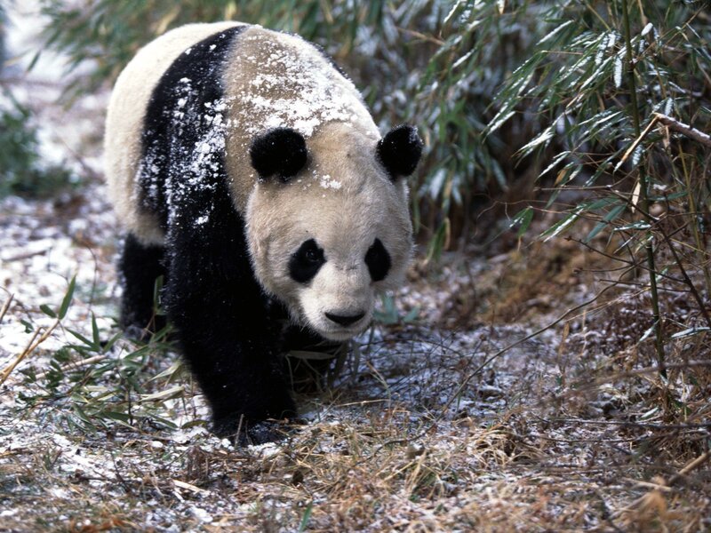 Panda in snowy bamboo forest
