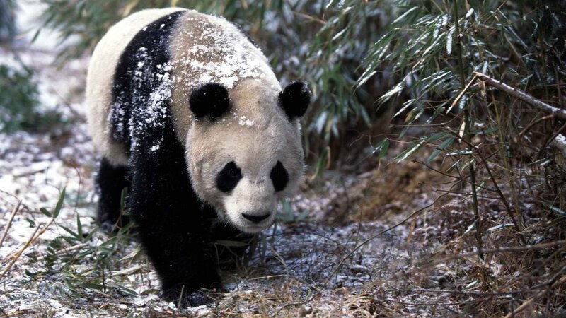 Panda in snowy bamboo forest