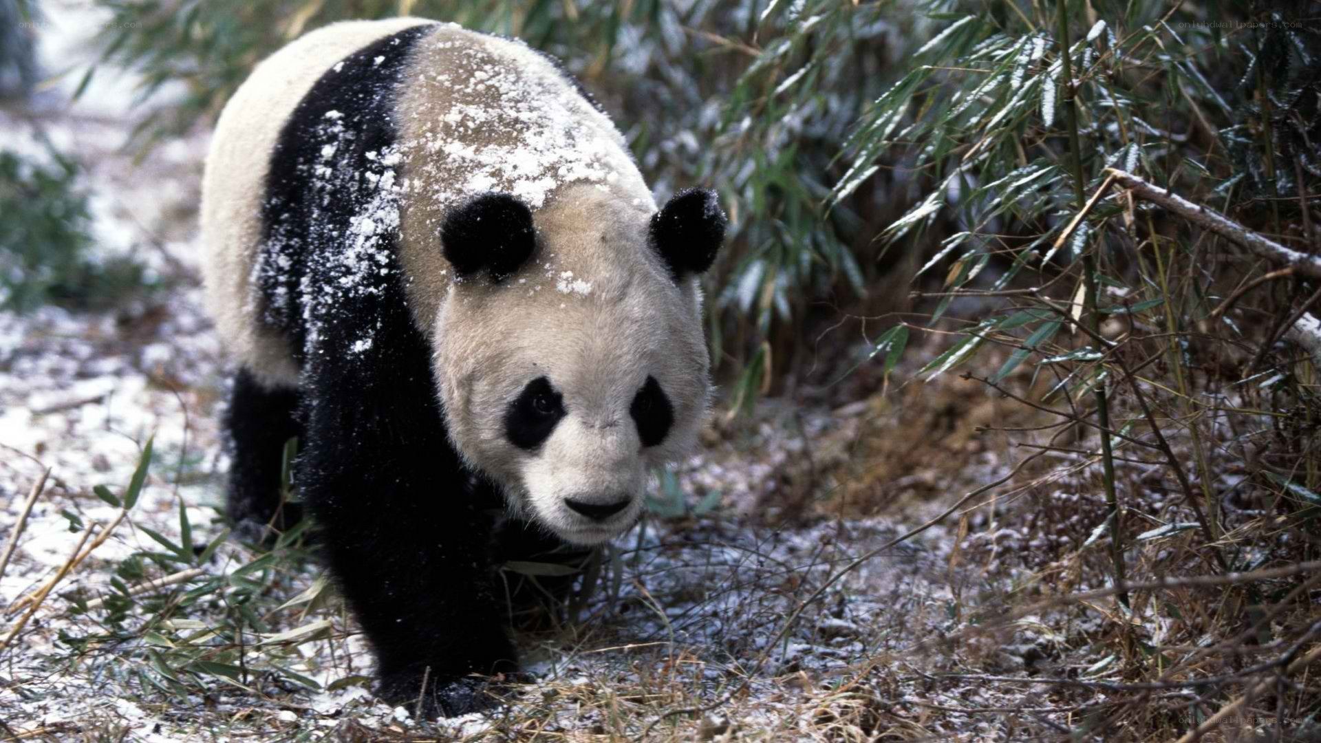 Panda in snowy bamboo forest