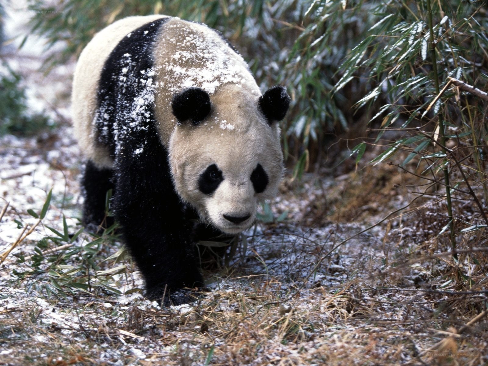 Panda in snowy bamboo forest