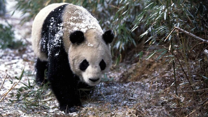 Panda in snowy bamboo forest