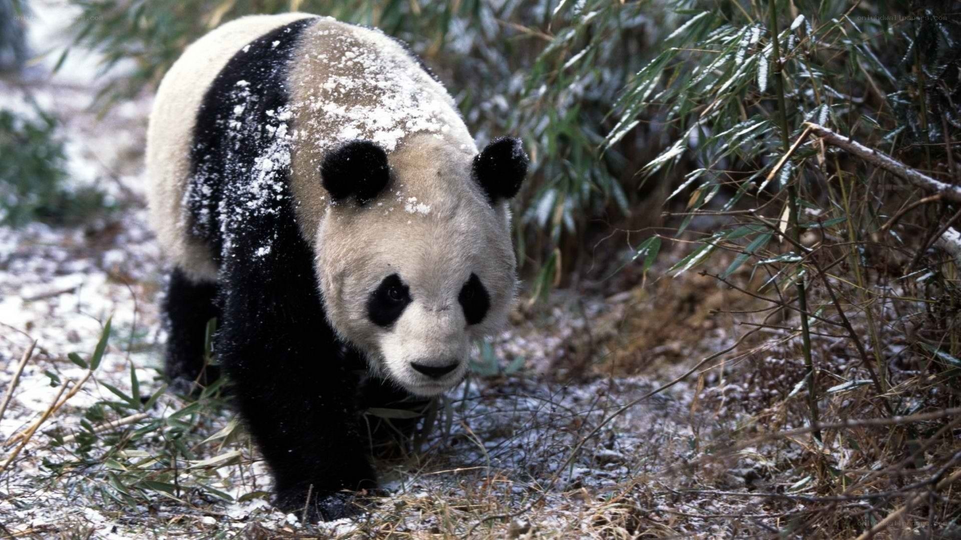 Panda in snowy bamboo forest