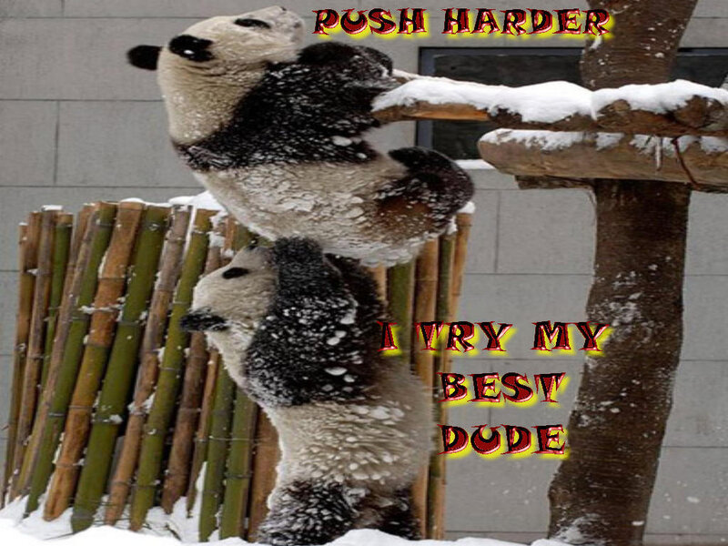 Panda in the snow
