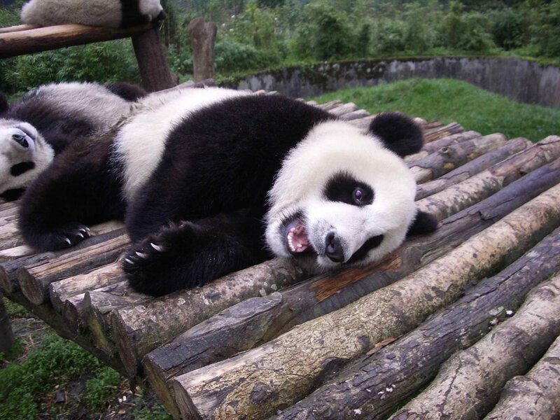 Panda lying on wooden platform