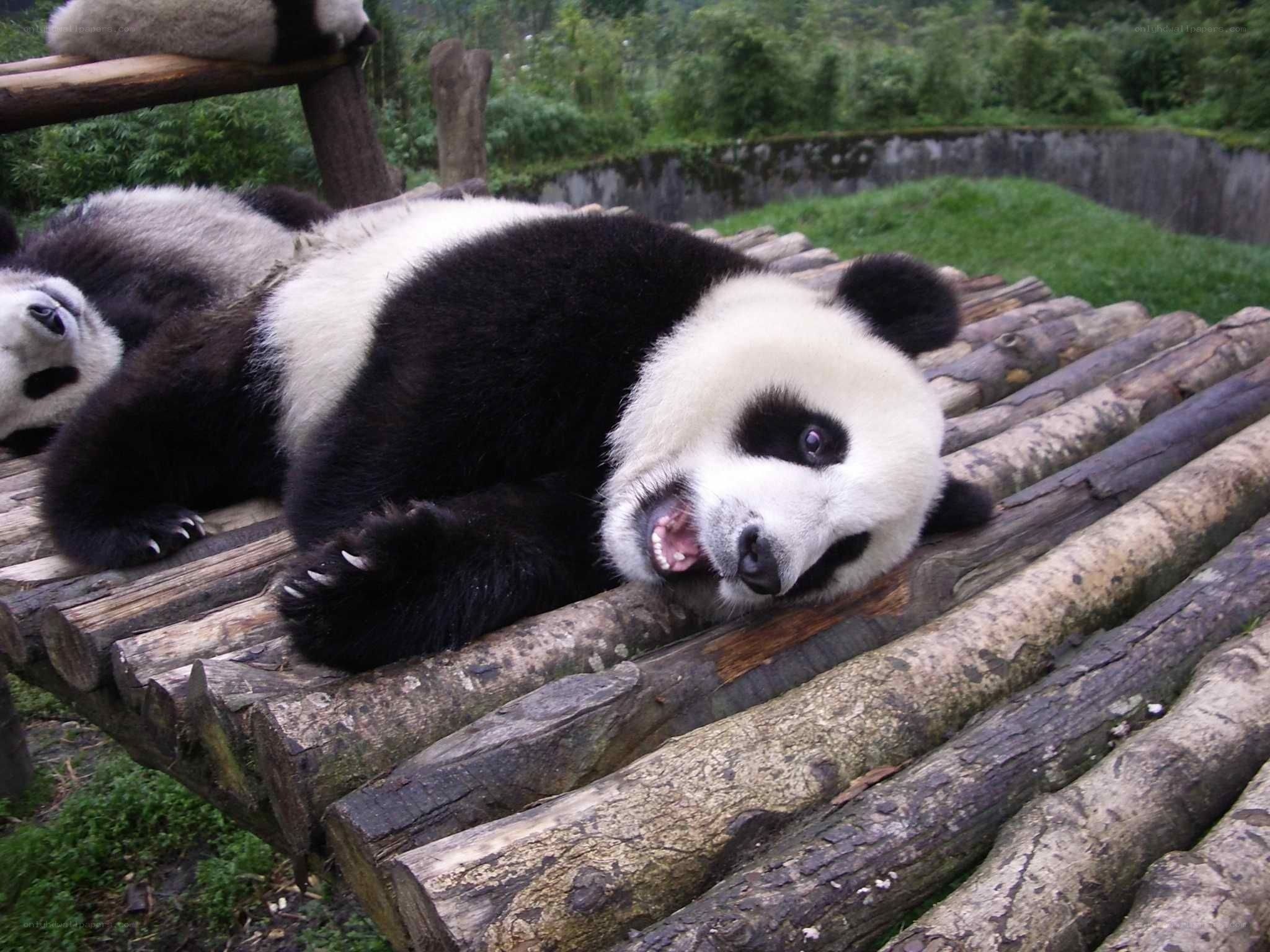 Panda lying on wooden platform