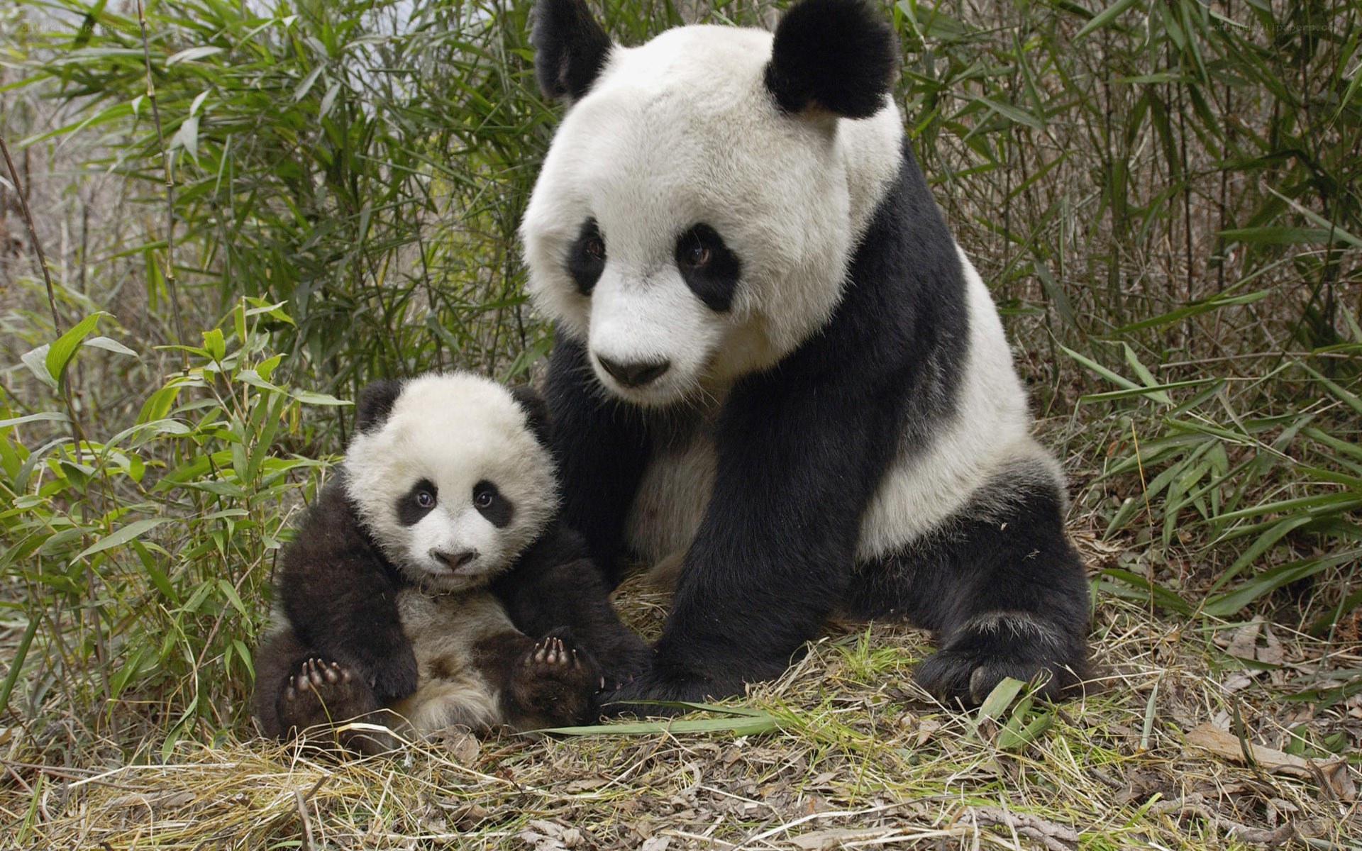 Panda mother and cub