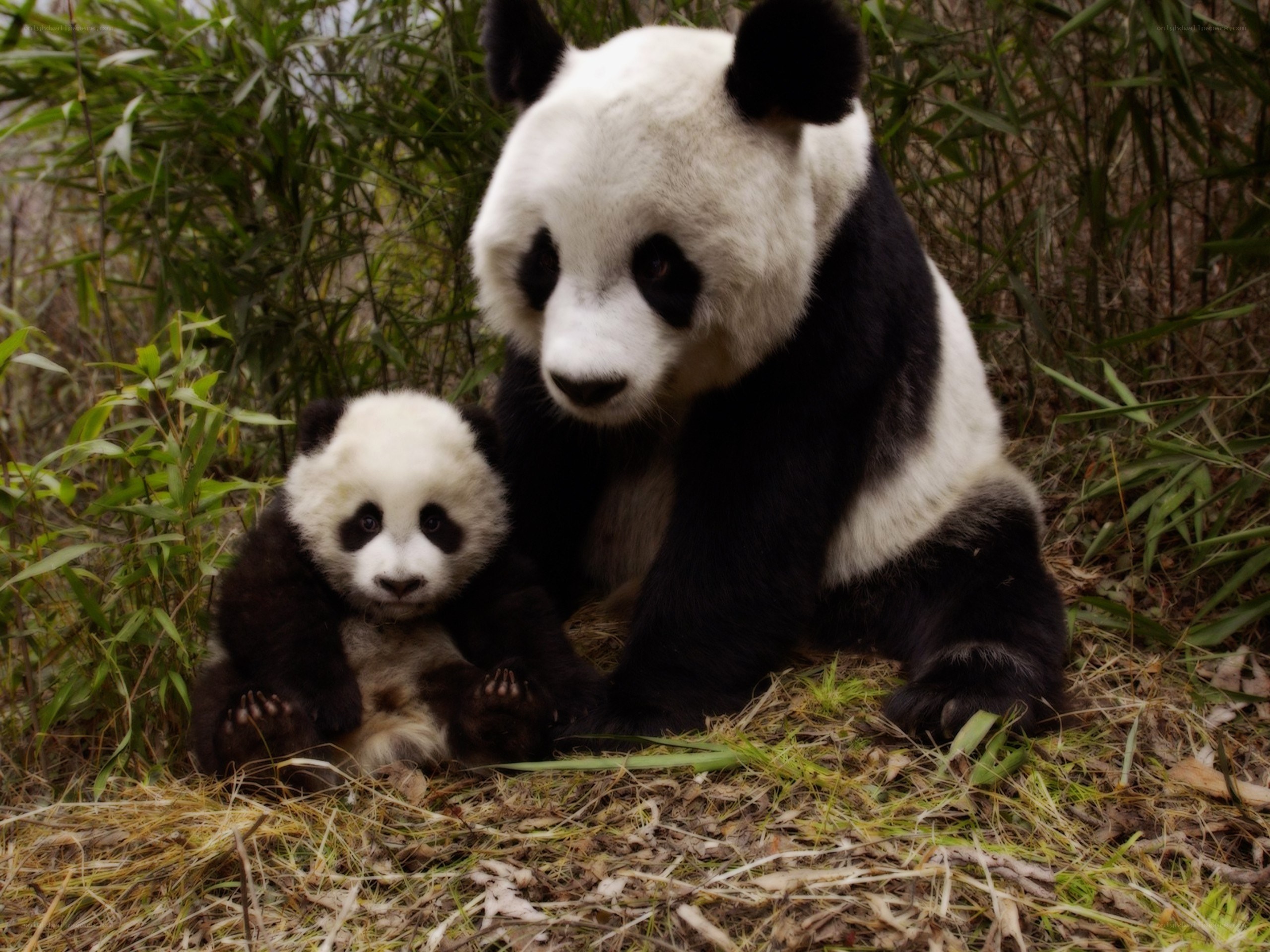Panda mother and cub