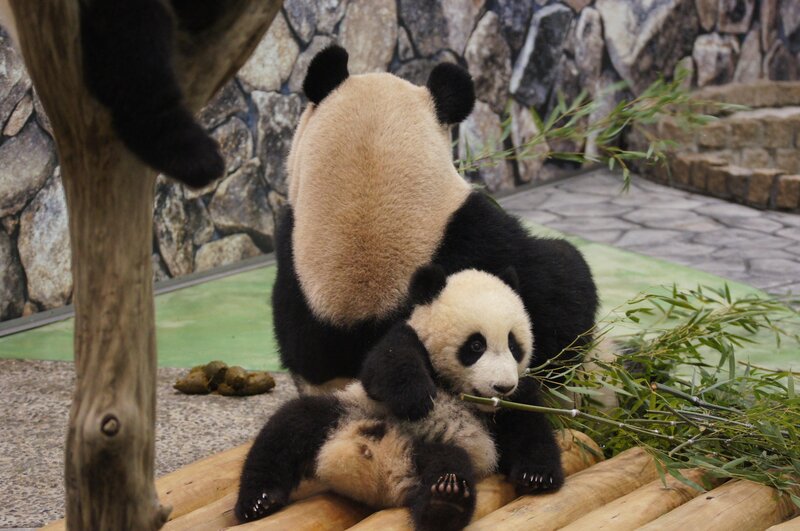 Panda mother and cub eating bamboo