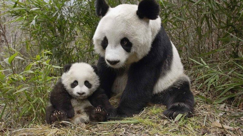 Panda mother and cub in bamboo