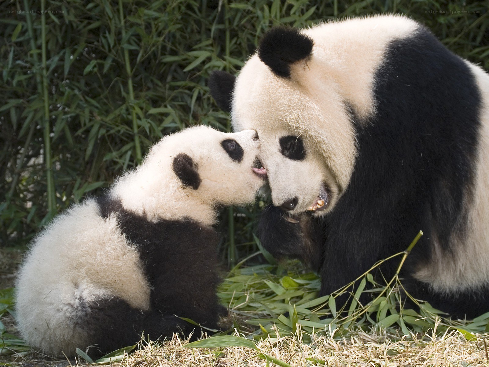 Panda mother and cub nuzzle