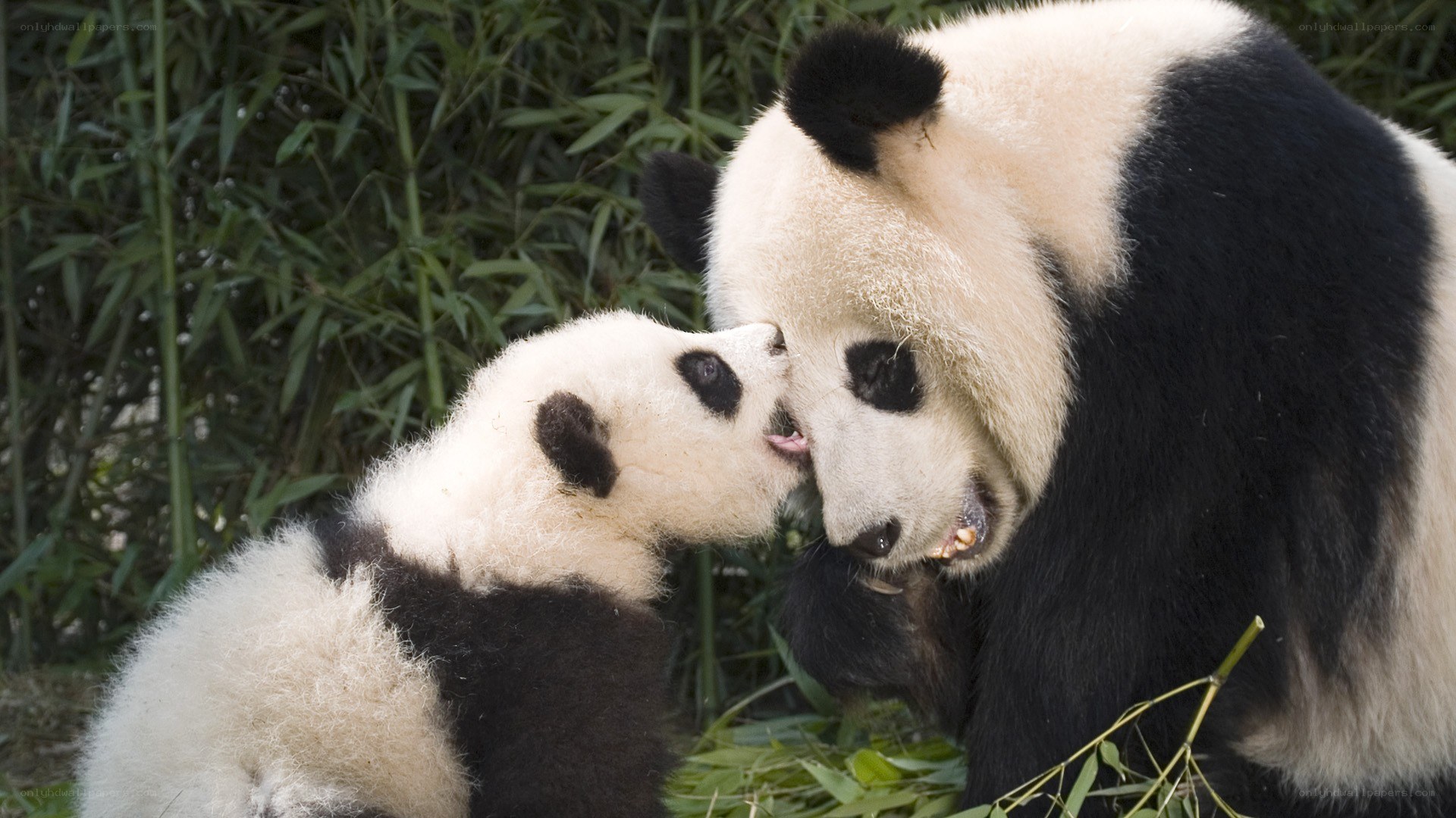 Panda mother and cub nuzzle