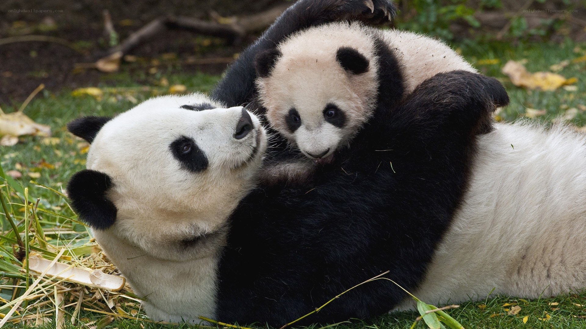 Panda mother and cub playing