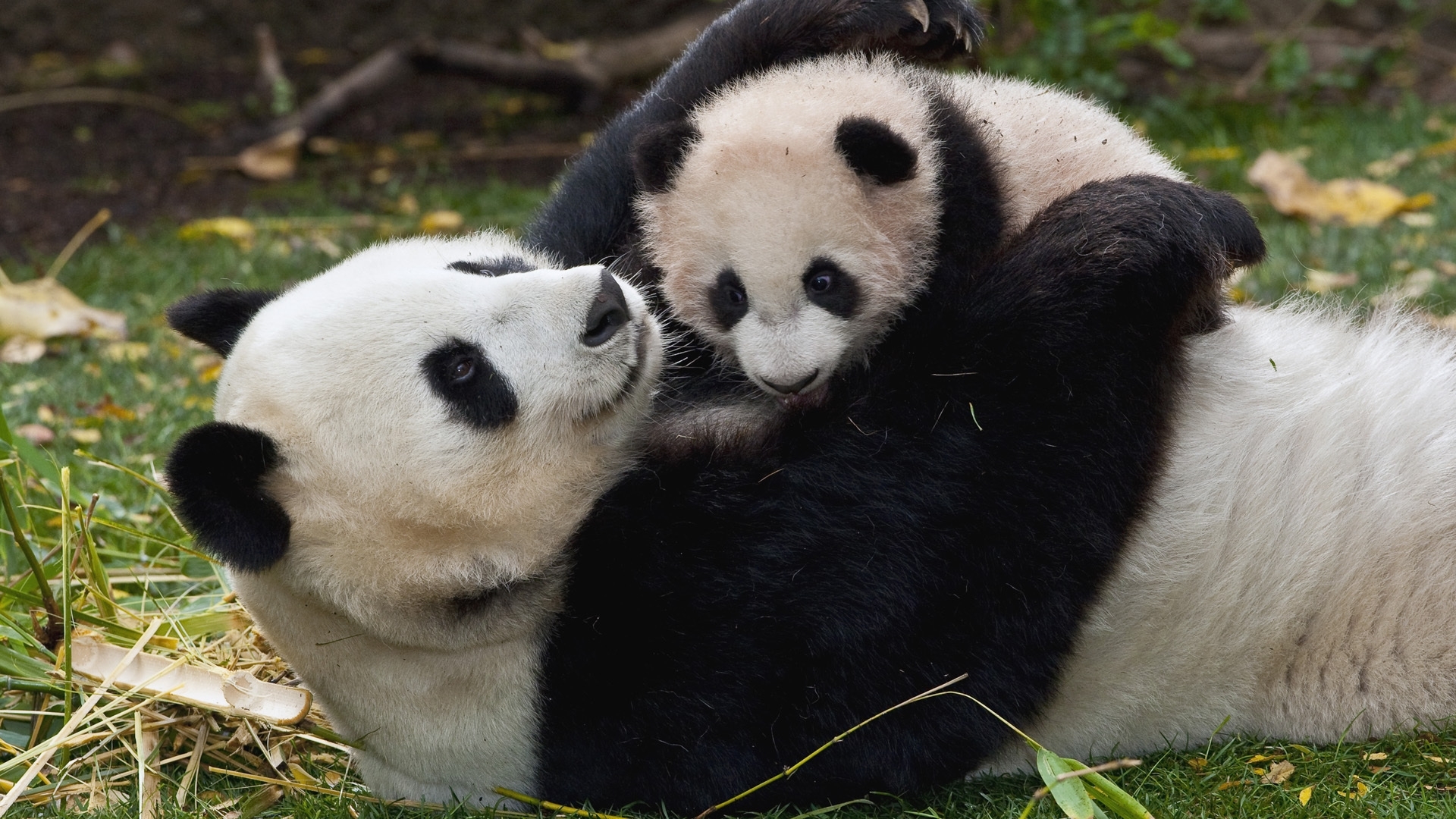 Panda mother and cub playing