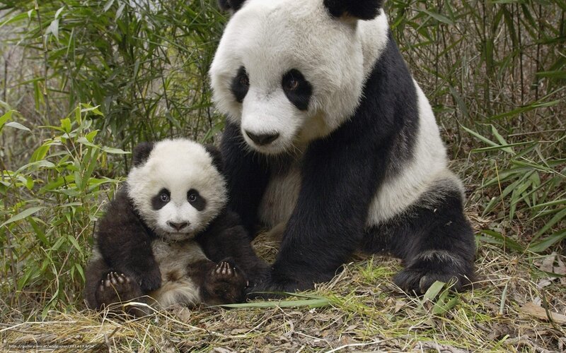 Panda mother and cub