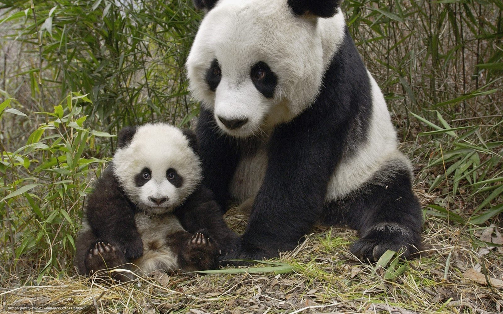 Panda mother and cub