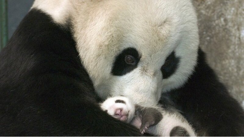 Panda mother with cub
