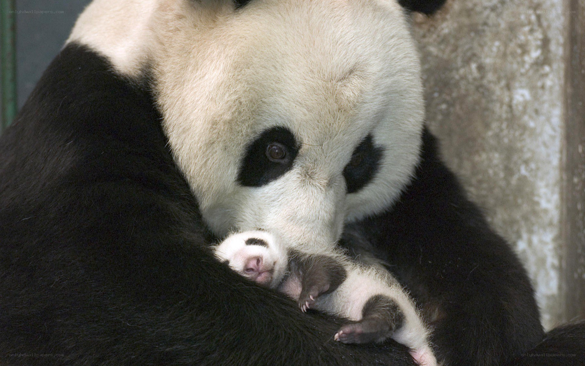 Panda mother with cub
