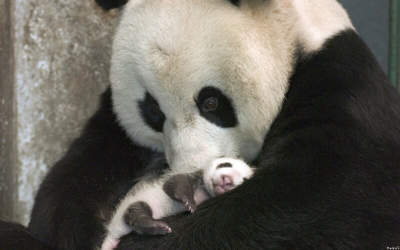 Panda mother with cub