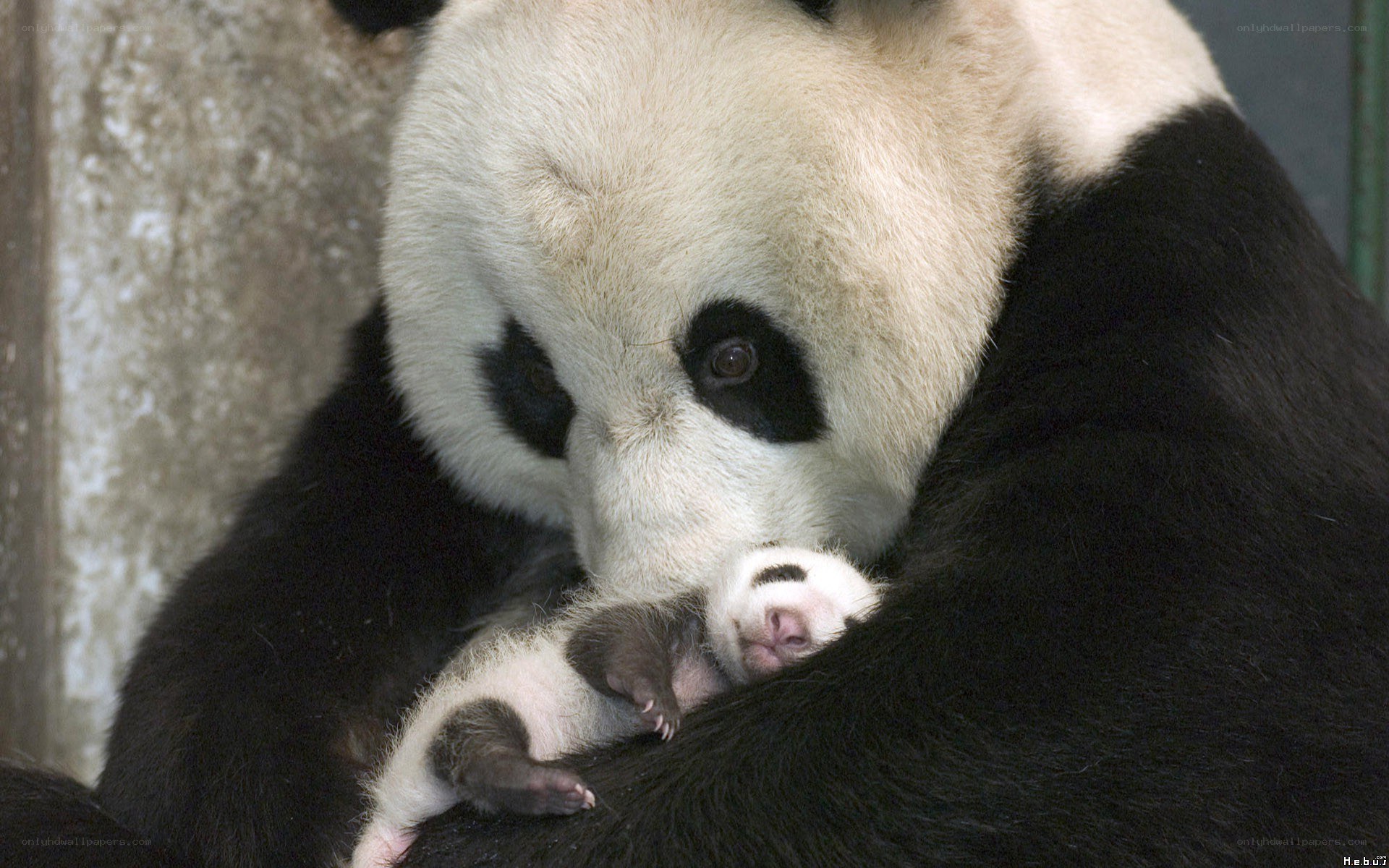 Panda mother with cub