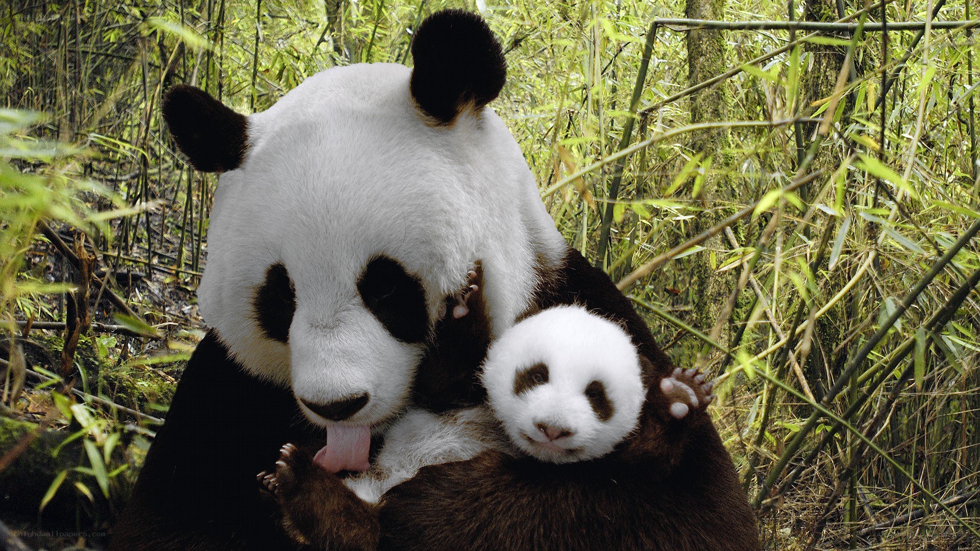 Panda mother with cub