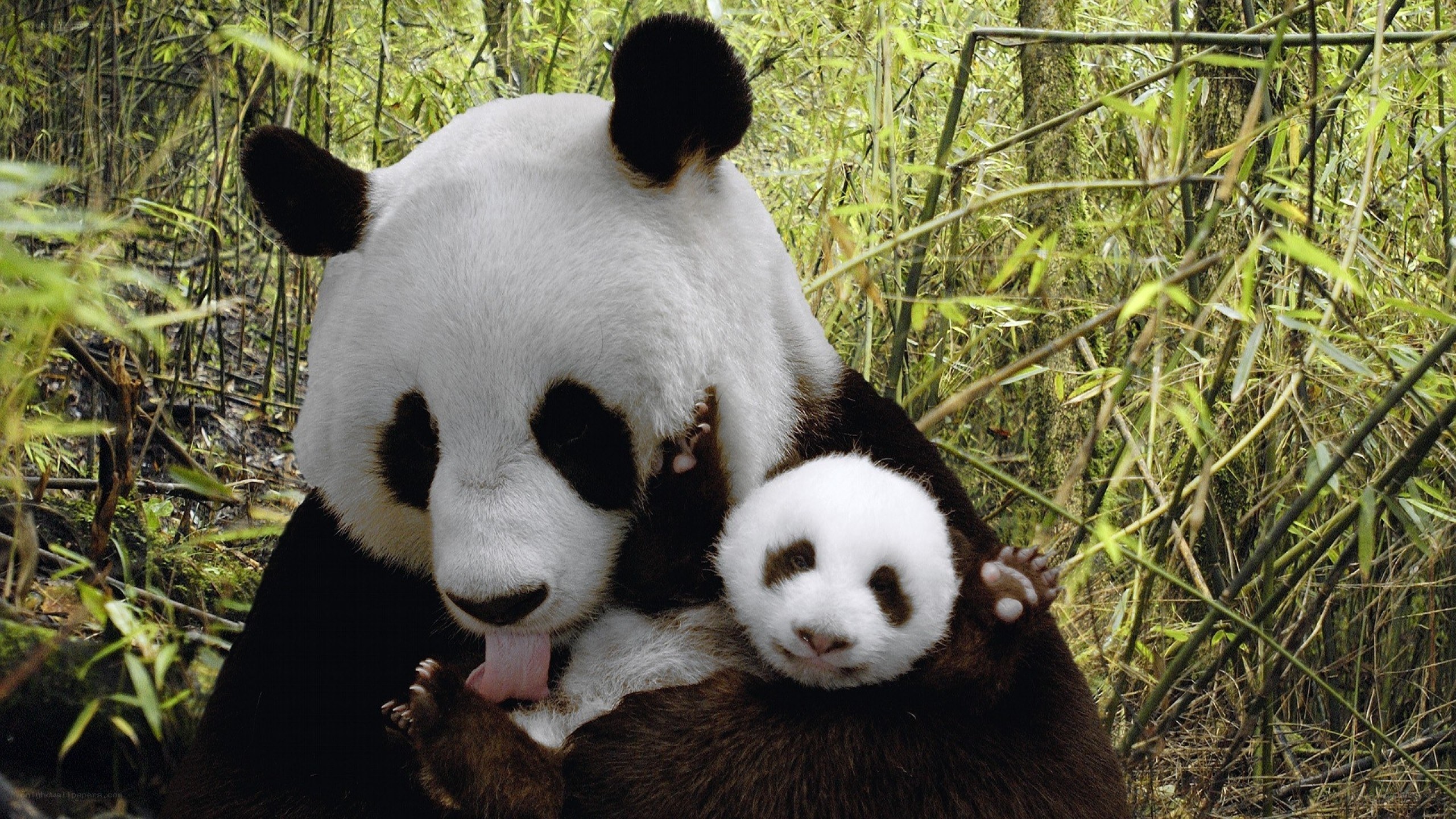 Panda mother with cub