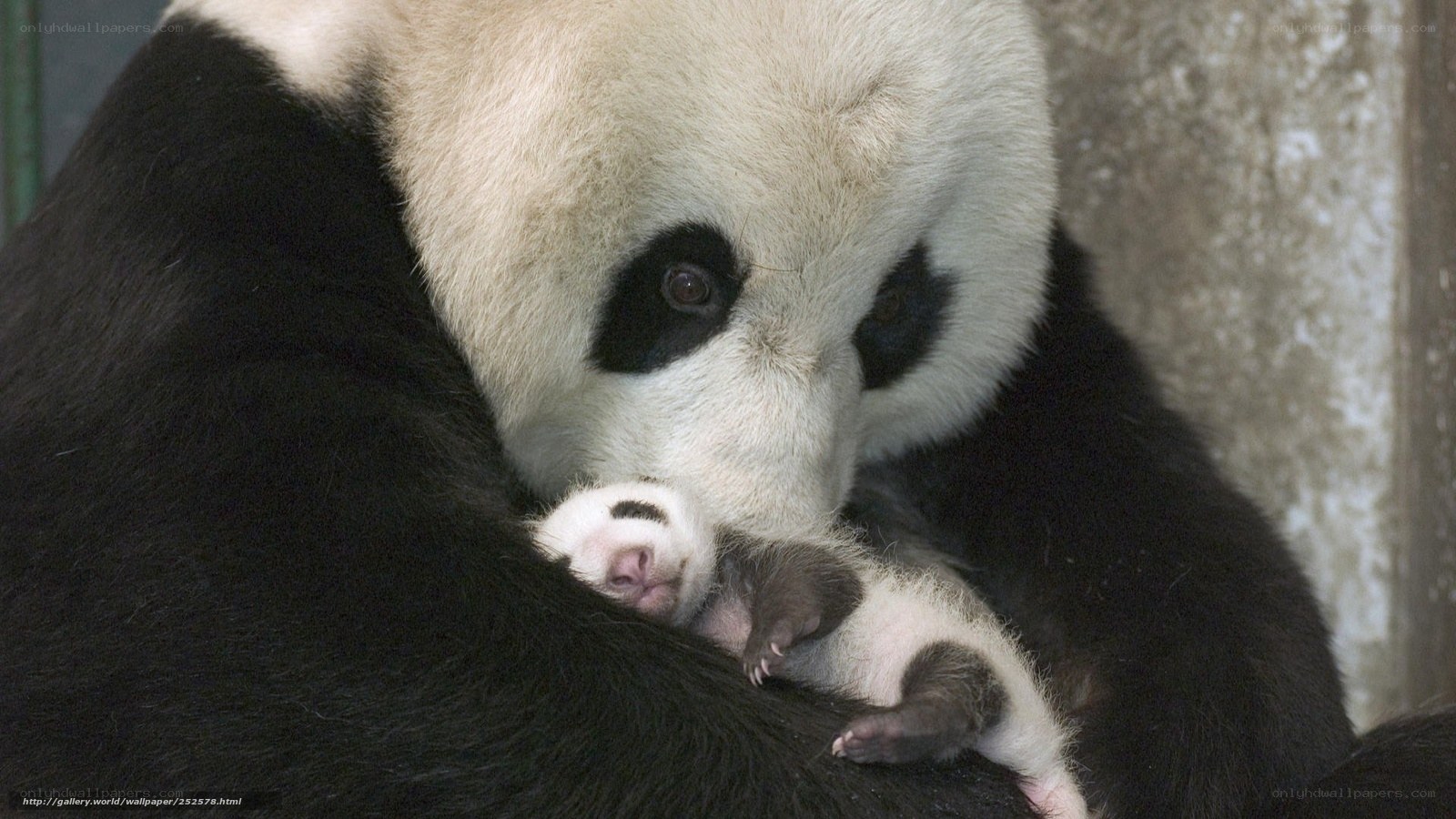 Panda mother with cub