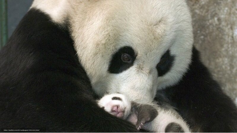 Panda mother with cub