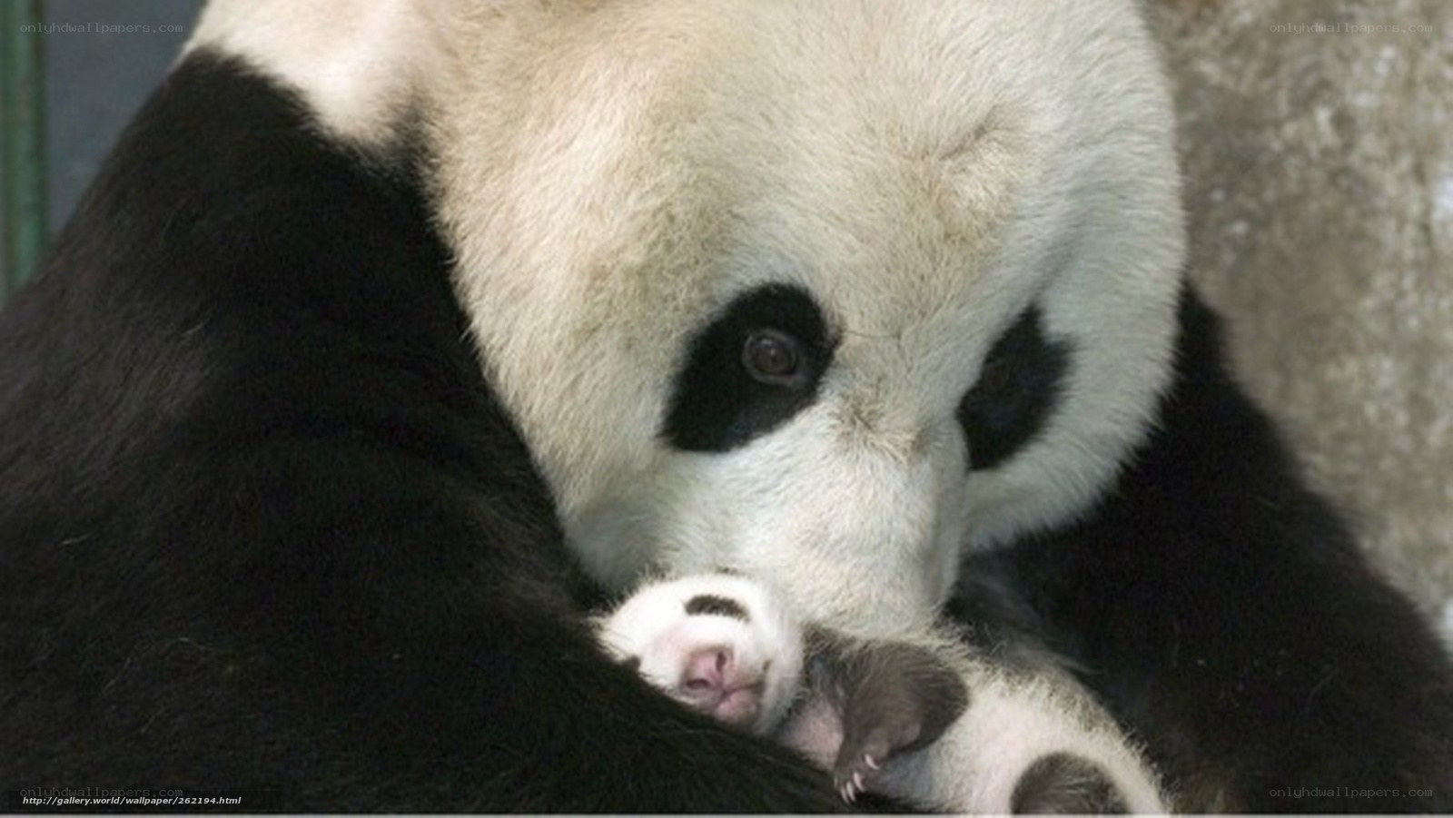 Panda mother with cub