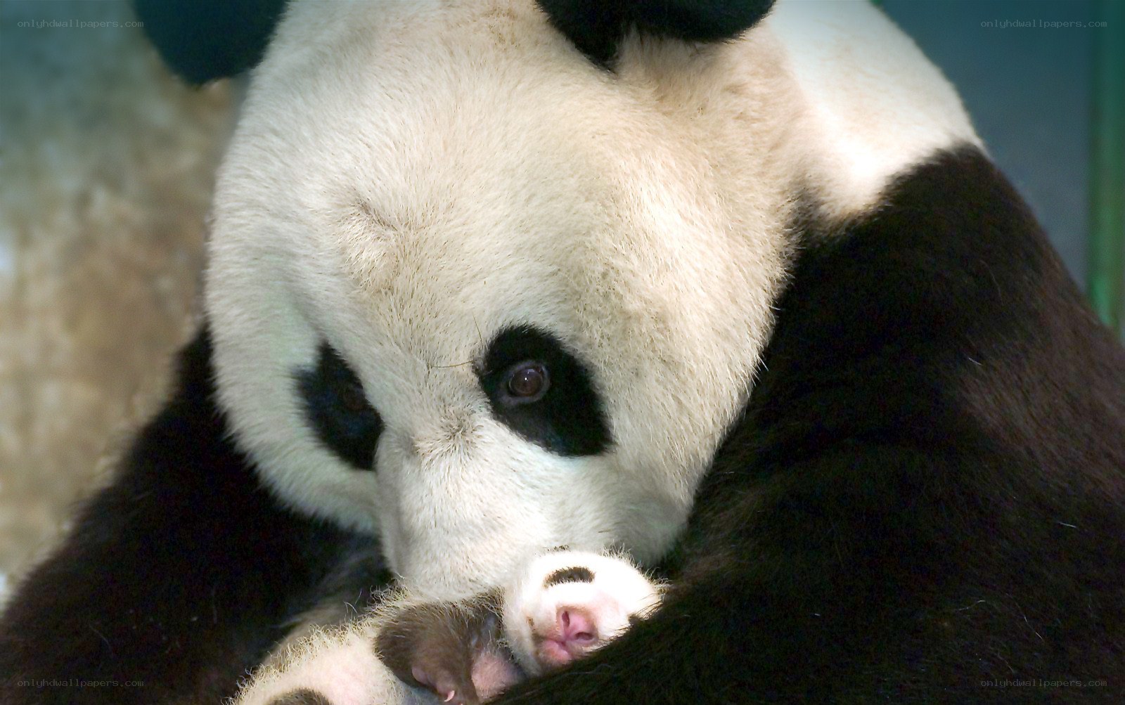 Panda mother with cub