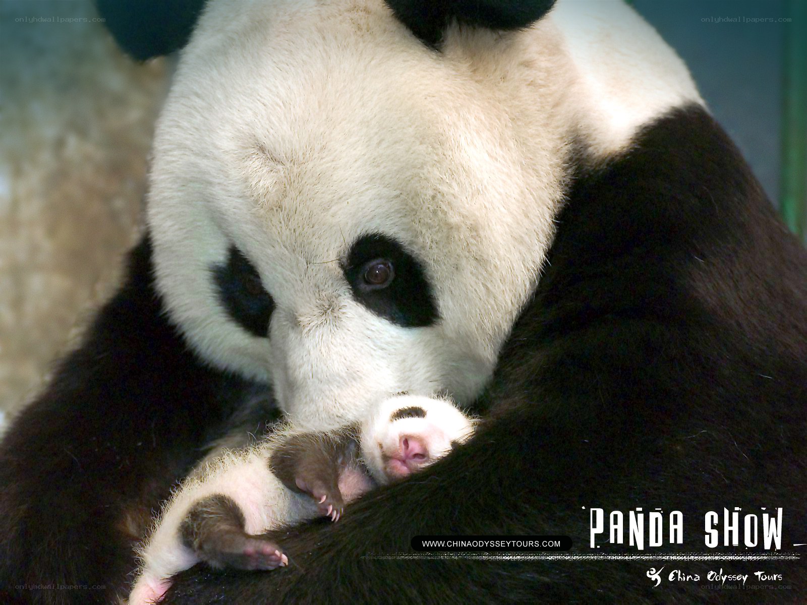 Panda mother with cub