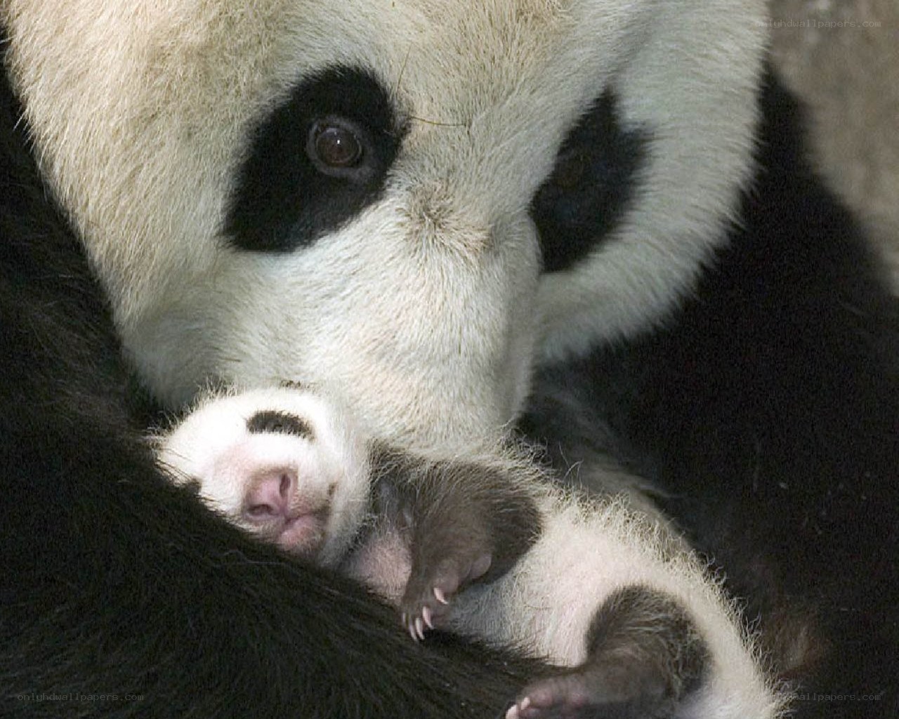 Panda mother with cub